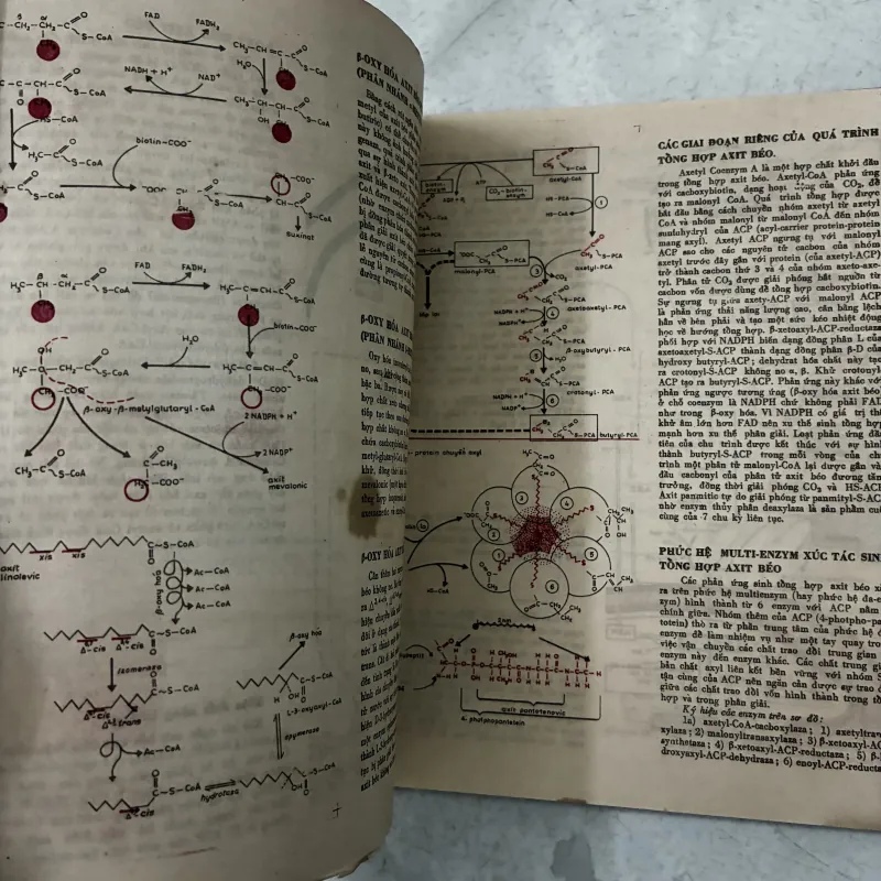 Sinh hoá học hiện đại theo sơ đồ - 1987s 1013285