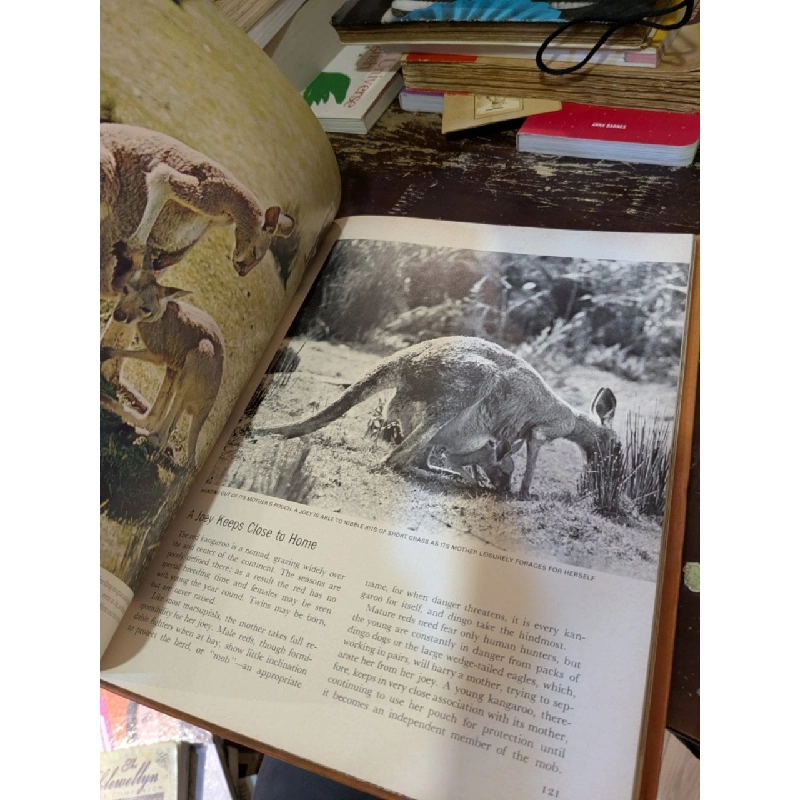 The Land and Wildlife of Australia 993787