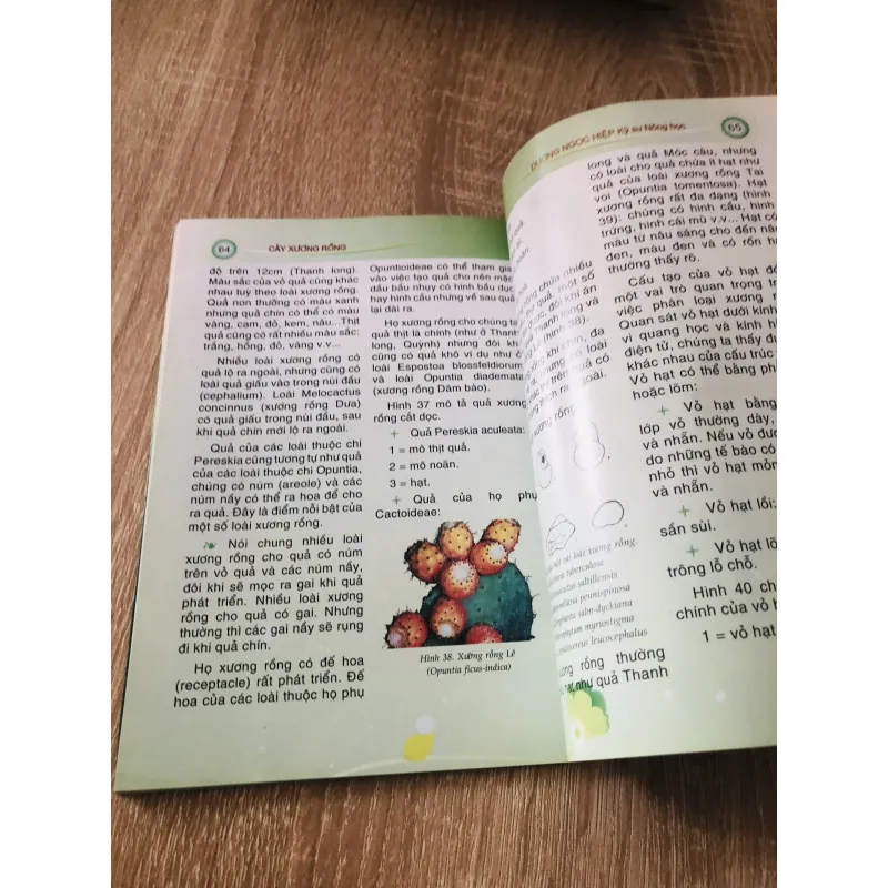 CÂY XƯƠNG RỒNG  1007319