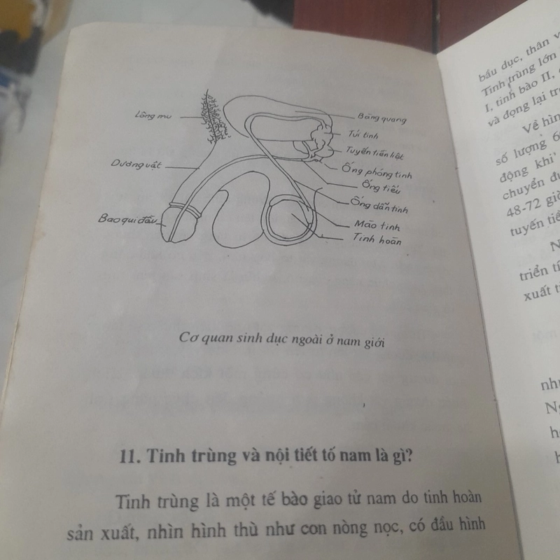 Hỏi đáp về GIỚI TÍNH & TÌNH DỤC 519365