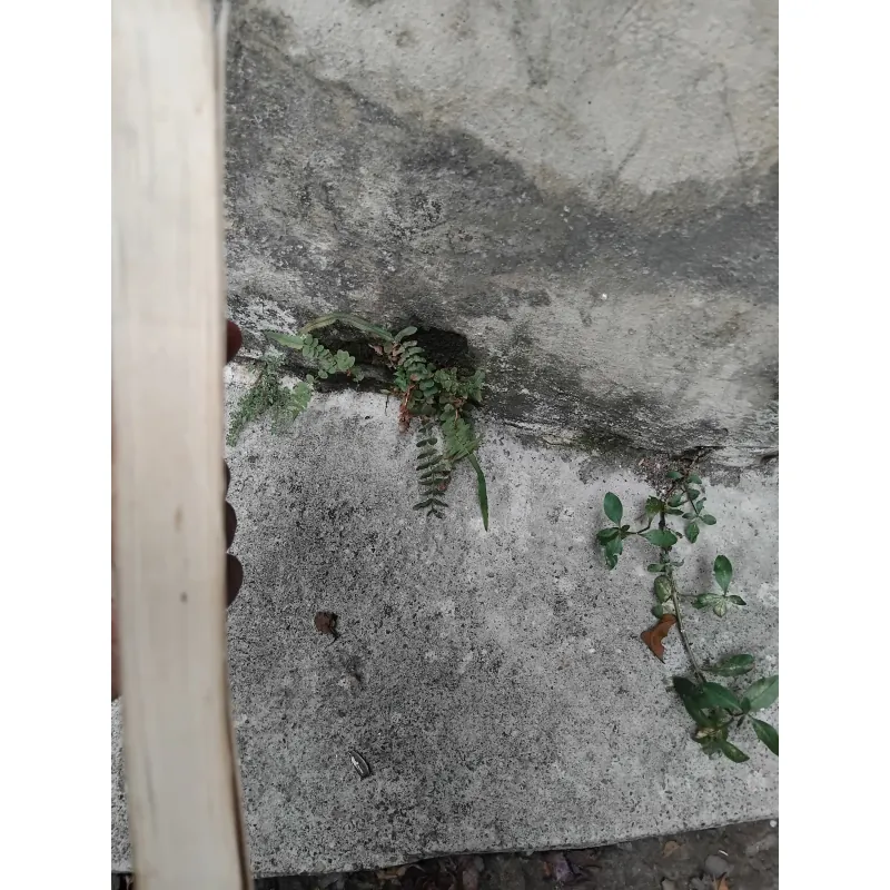Nhà nho tài tử và văn học Việt Nam GS Trần Ngọc Vương  1036730