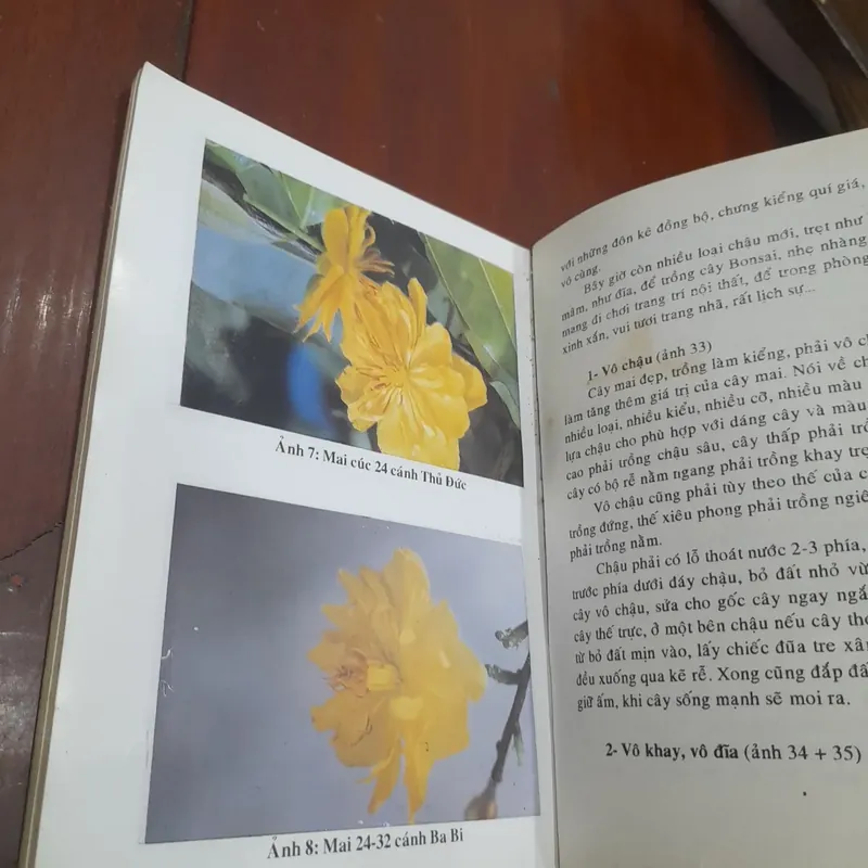 Huỳnh Văn Thới - KỸ THUẬT TRỒNG và GHÉP MAI 573465