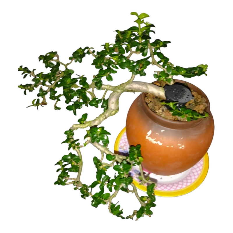 Cây cảnh Bonsai mini Sam Hương  338521