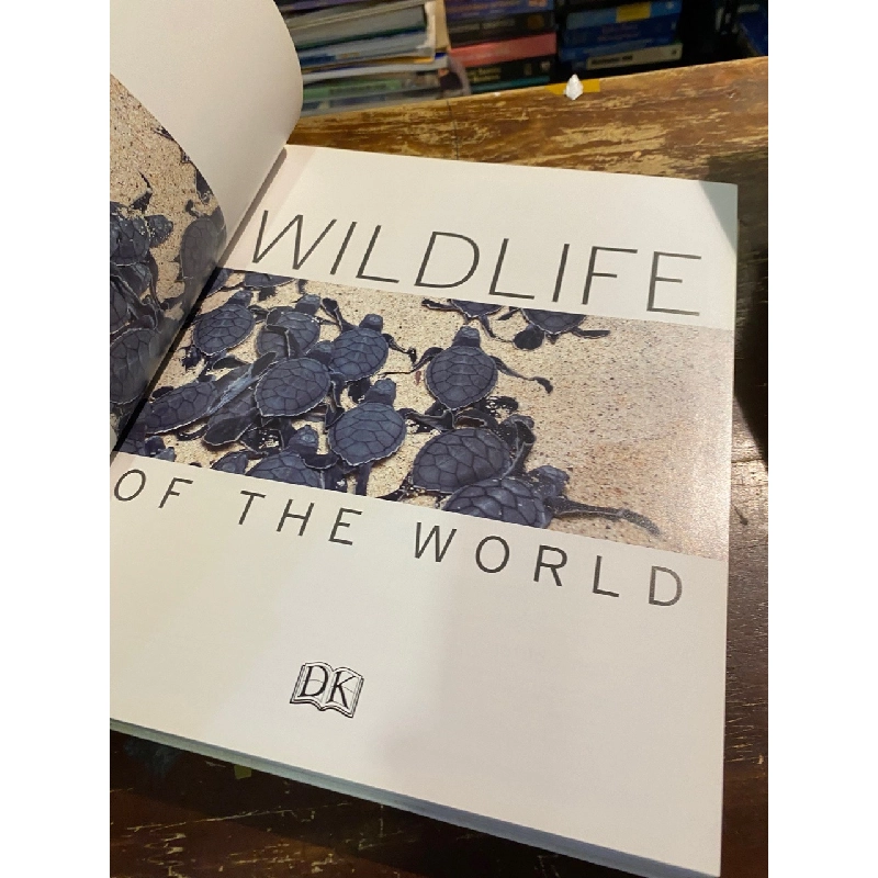 Wildlife of the world 1013762