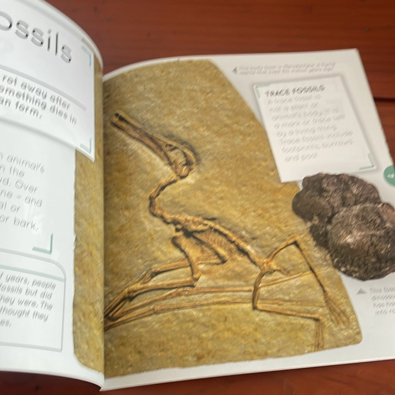 PICTURE BOOK Fossils 536679