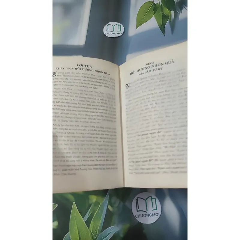 Hồi Dương Nhơn Quả 1018902