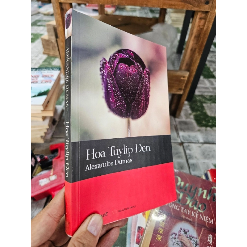HOA TUYLIP ĐEN - ALEXANDRE DUMAX 146880