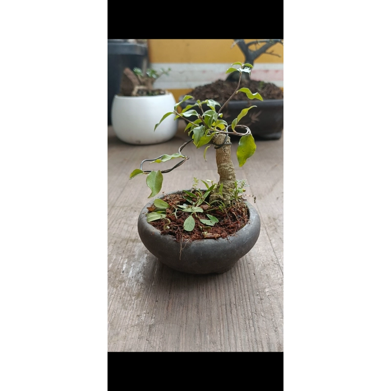 Hồng ngọc mai siêu mini [Bonsai siêu mini] [Bonsai để bàn] 462211