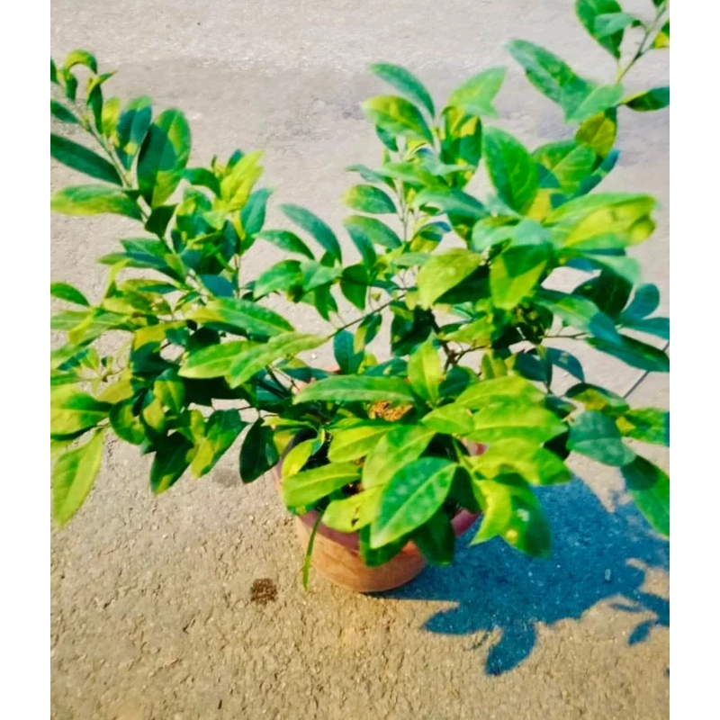 Cây chanh ta ăn lá ăn quả (đang hoa quả) cao 40-50cm 446057