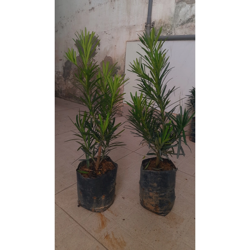 Cây tùng La Hán, chiều cao 40cm, như hình chụp  501590