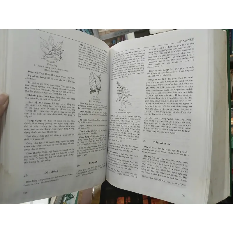 TỪ ĐIỂN CÂY THUỐC VIỆT NAM - VÕ VĂN CHI 455989