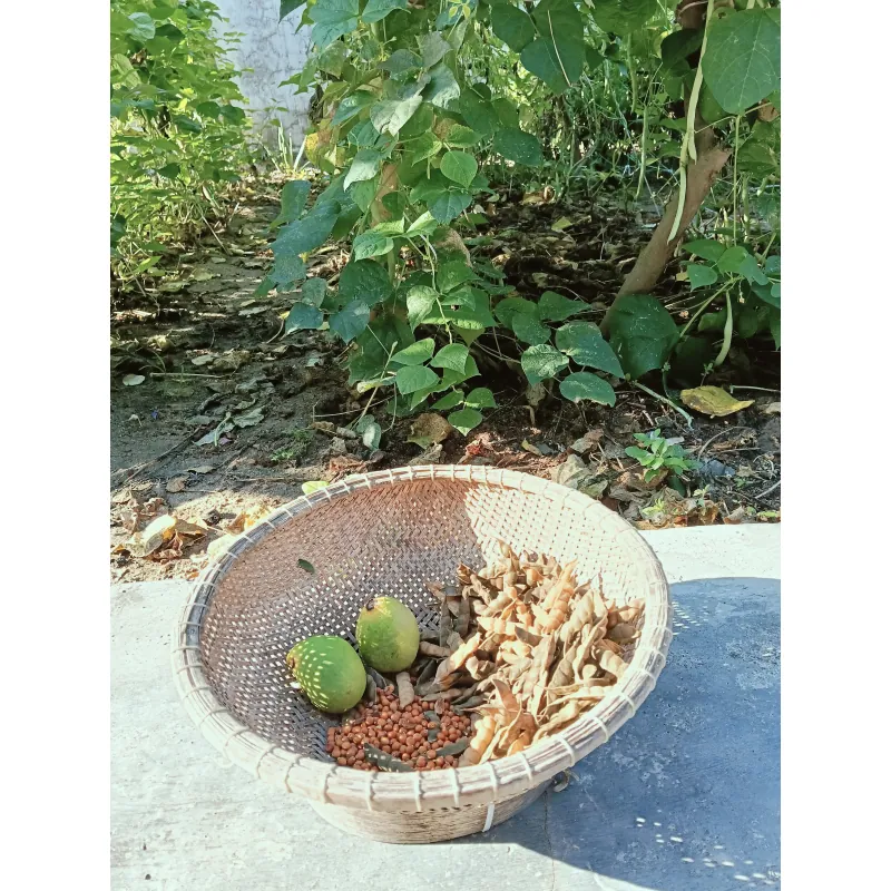 Đậu săng thanh nhiệt  1009815