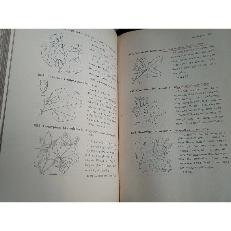 Cây cỏ miền nam Việt Nam - Phạm Hoàng Hộ ( trọn bộ 2 tập ) 128641