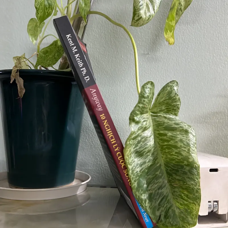 10 nghịch lý cuộc sống 746439