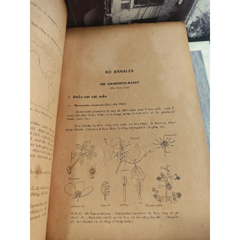 HIỂN HOA BÍ TỬ - PHẠM HOÀNG HỘ 187803