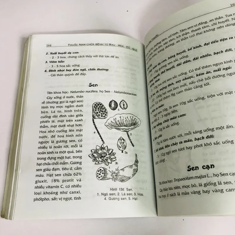 THUỐC NAM CHỮA BỆNH TỪ RAU - HOA - CỦ - QUẢ - RAU HOA CỦ LÀM THUỐC 603492