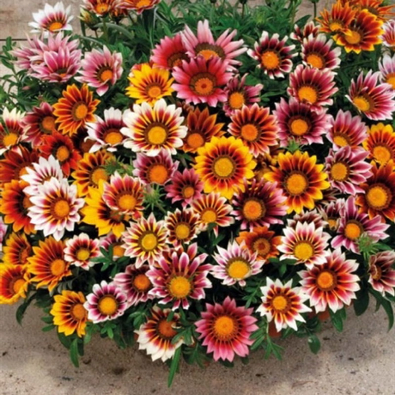 Hạt giống hoa cúc Gazania – Bịch 10 hạt – Mã số 1534 213143