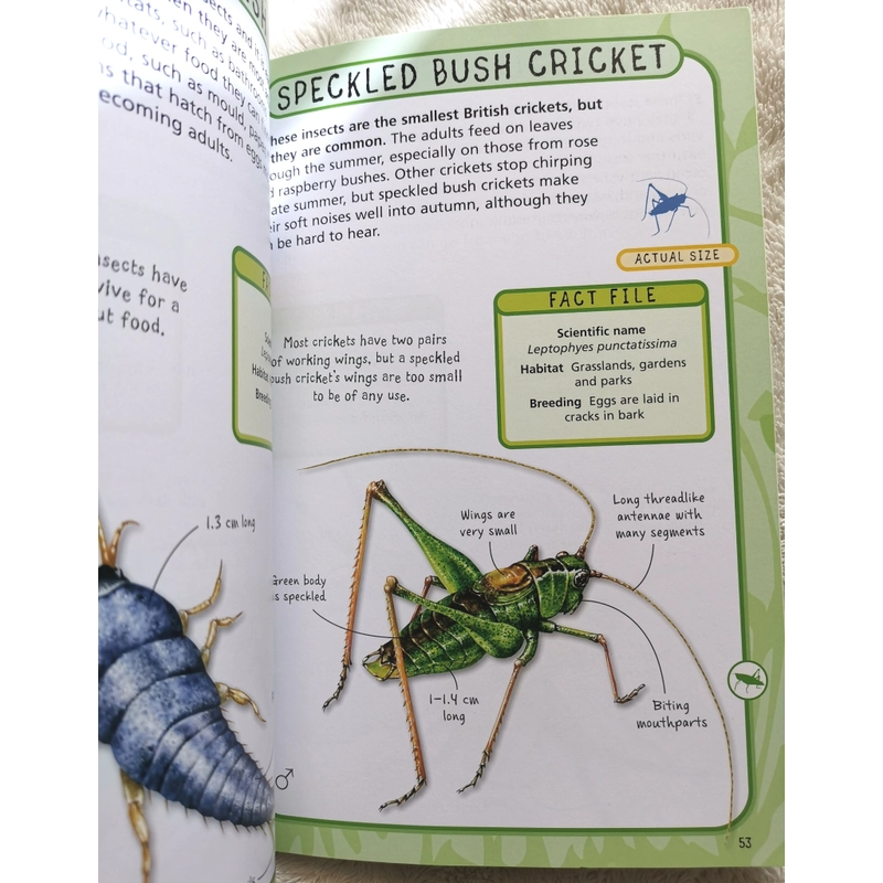SPOT 50 INSECTS  405261