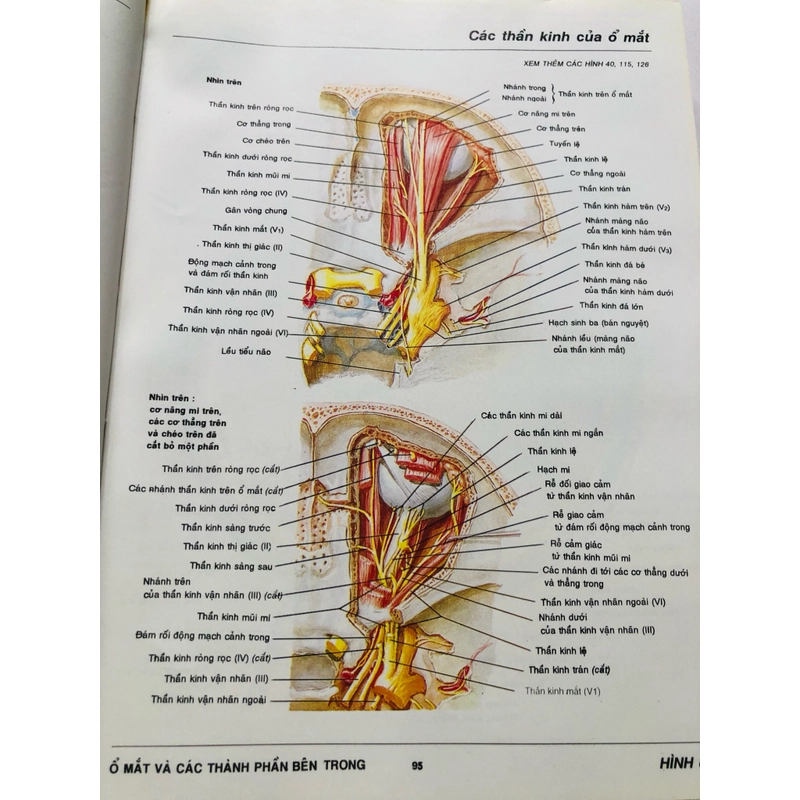 4. ATLAS GIẢI PHẪU NGƯỜI  470953