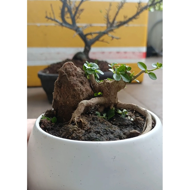 Sam hương ôm đá siêu mini 446280