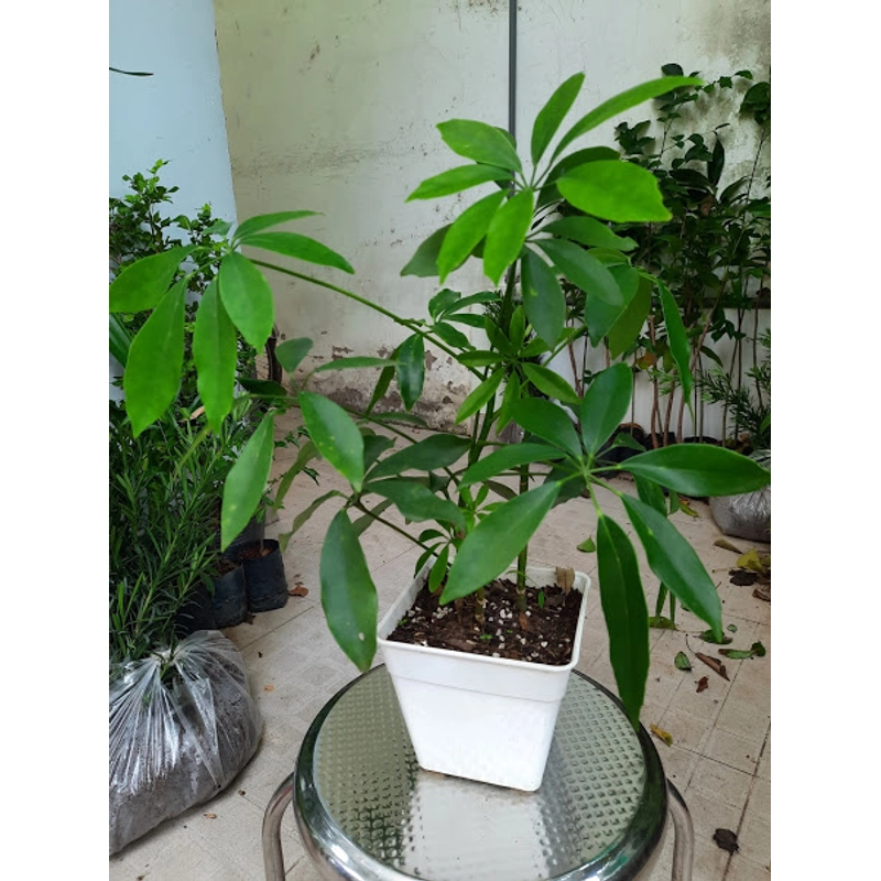 Cây ngũ gia bì, cây như hình 501665