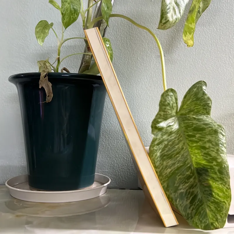 Đi qua hoa cúc 746418