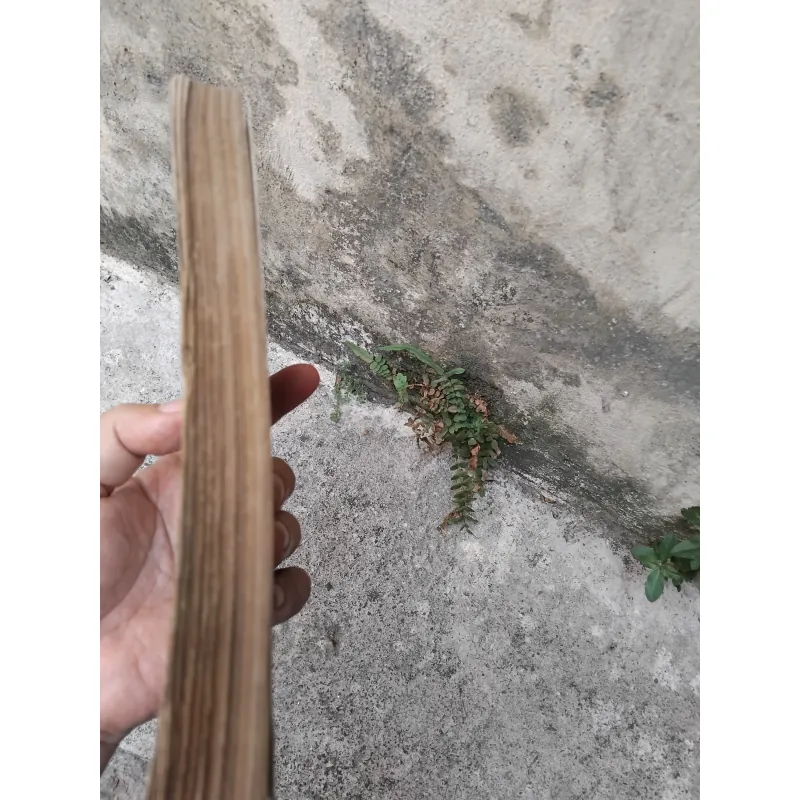 Tây Dương Gia Tô bí lục  1006735