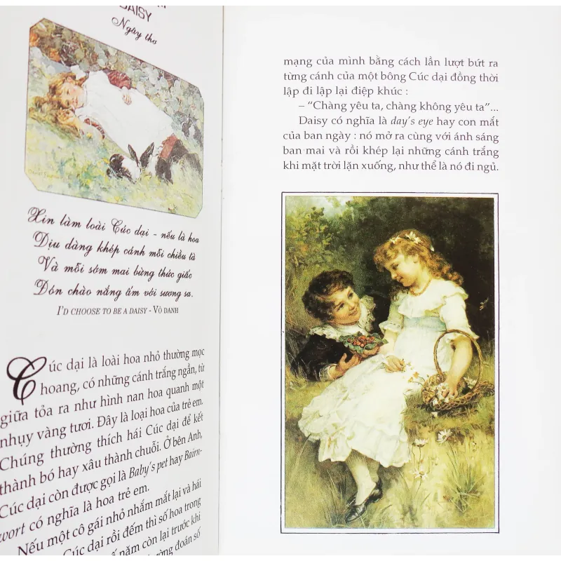 Ngôn ngữ loài hoa 11505