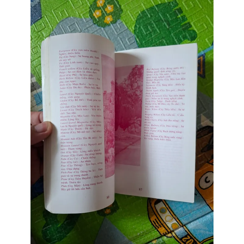 Ngôn Ngữ Các Loài Hoa 1025637