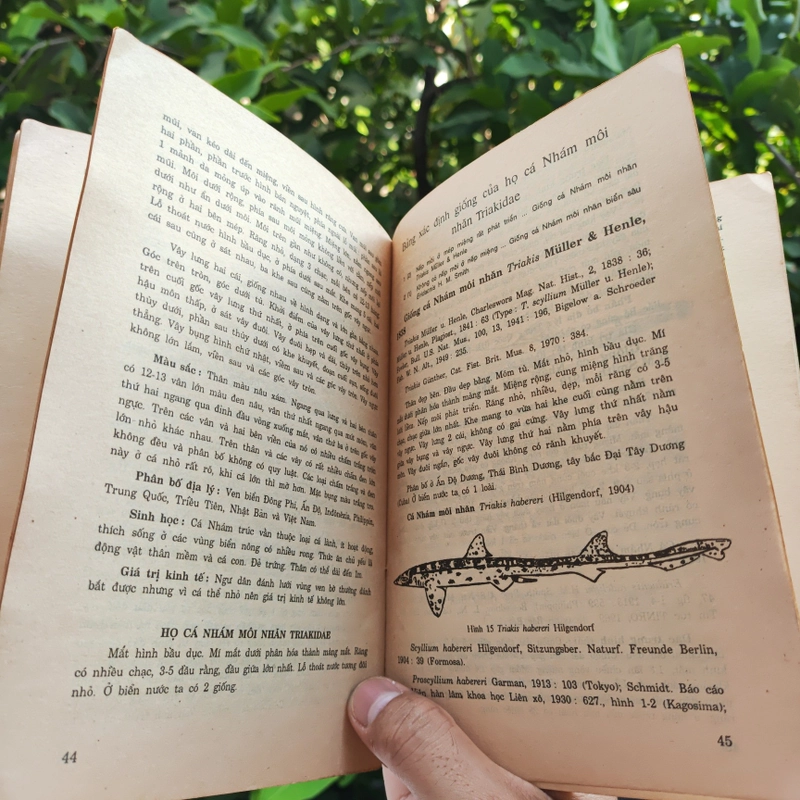 Cá Biển Việt Nam - The Marine Fishes Of VietNam - Tập 1 526446