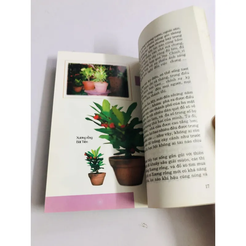 KỸ THUẬT TRỒNG & KINH DOANH KIỂNG XƯƠNG RỒNG, XƯƠNG RỒNG BÁT TIÊN, SỨ THÁI LAN  595103