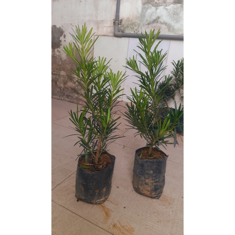 Cây tùng La Hán, chiều cao 40cm, như hình chụp  501590