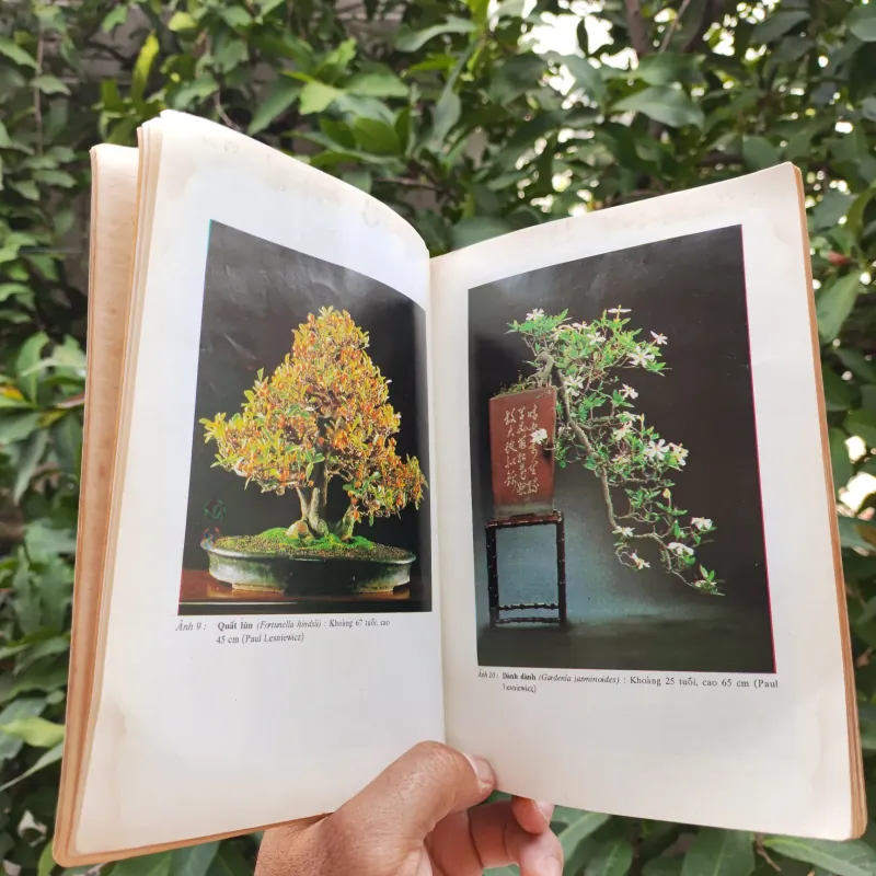 Bonsai Cây Kiểng Cổ - Trần Hợp 925345