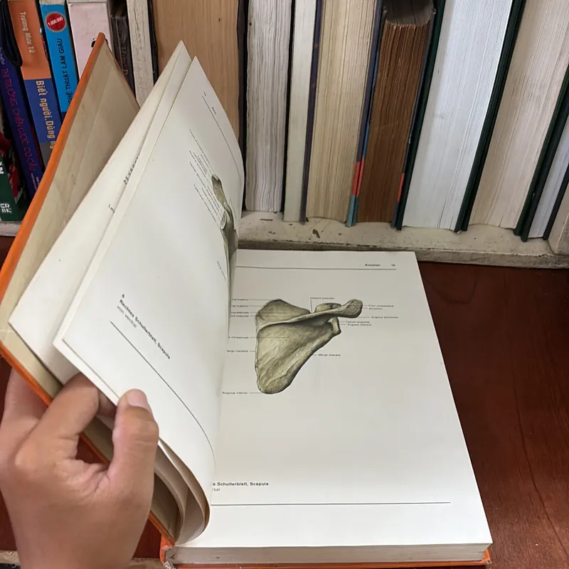 II Atlas der Anatomie des Menschen - Band 1 + 2 - Bertolini, Leutert - 1987 593995