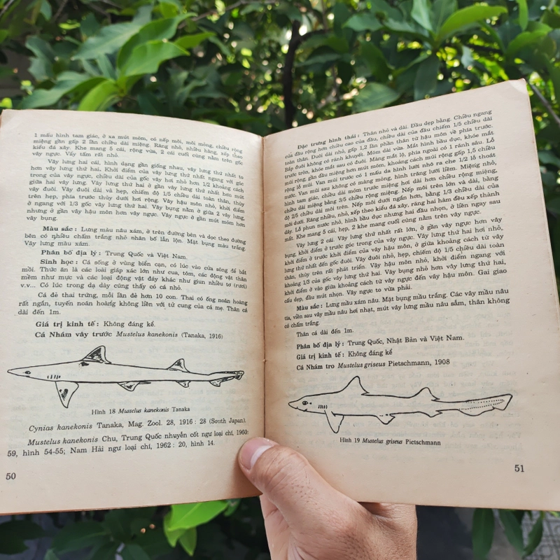 Cá Biển Việt Nam - The Marine Fishes Of VietNam - Tập 1 526446