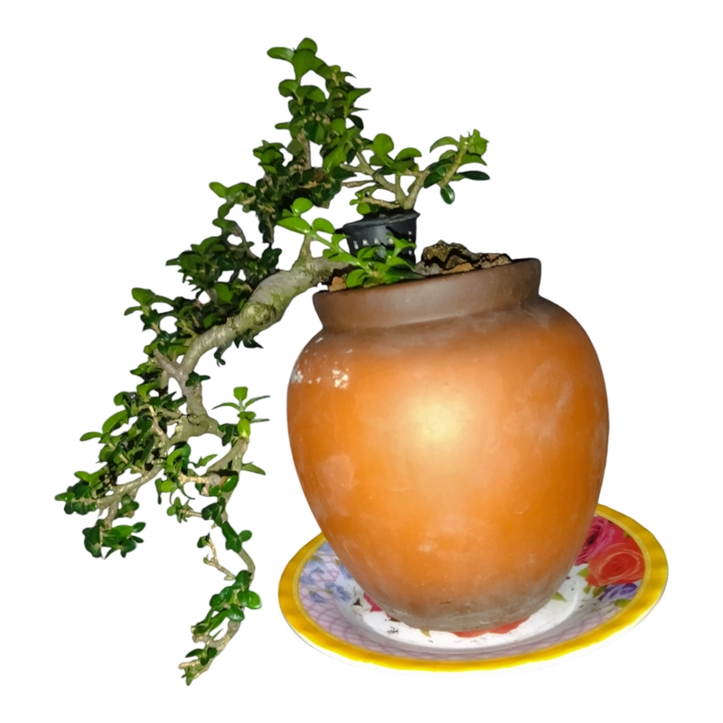 Cây cảnh Bonsai mini Sam Hương  338521