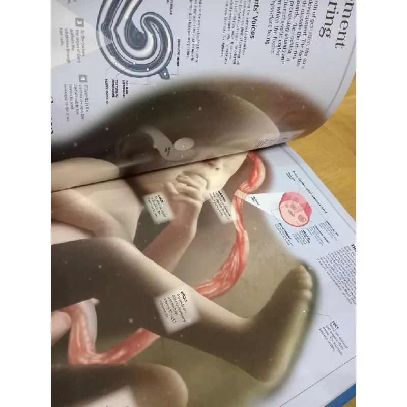 Children's human body encyclopedia 589515