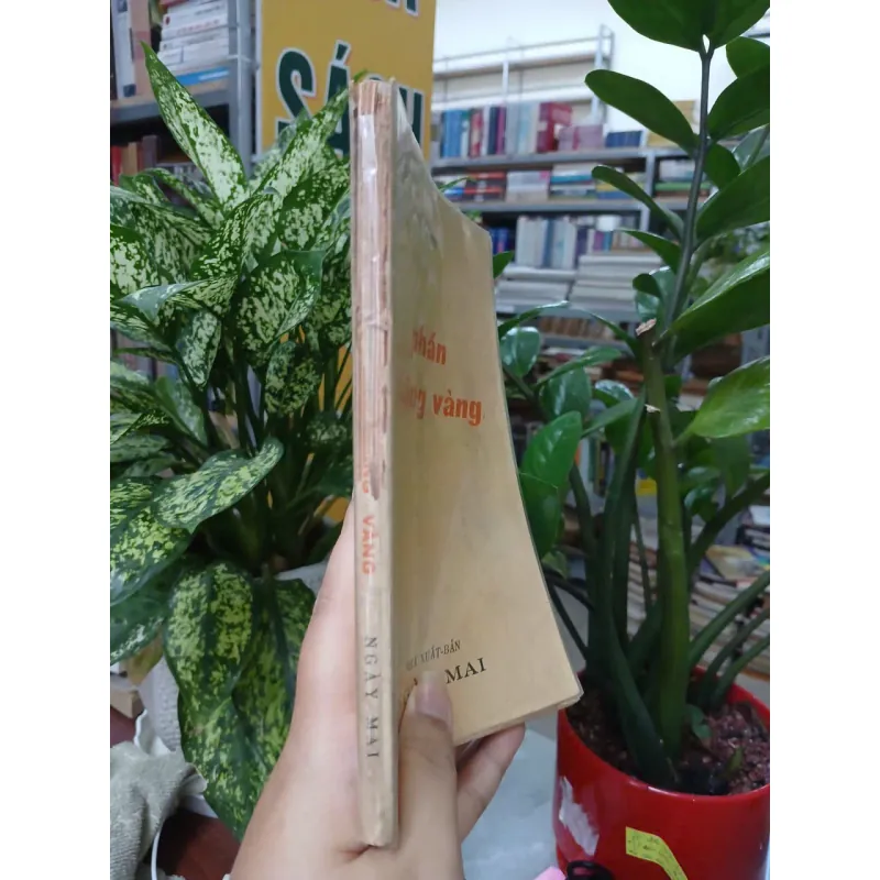 PHẤN THÔNG VÀNG - XUÂN DIỆU 936539