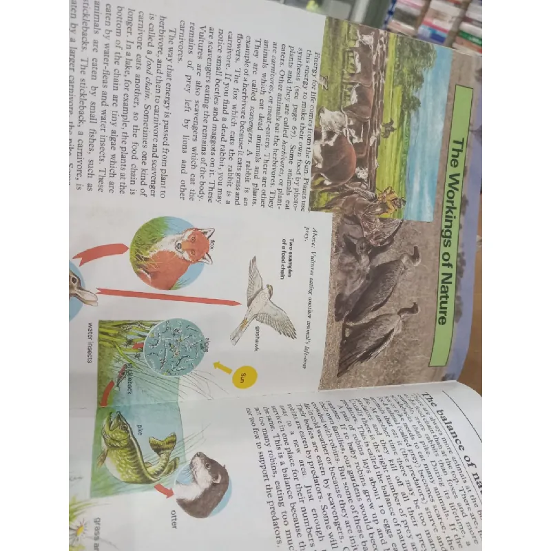 Hamlyn junior encyclopedia 584592