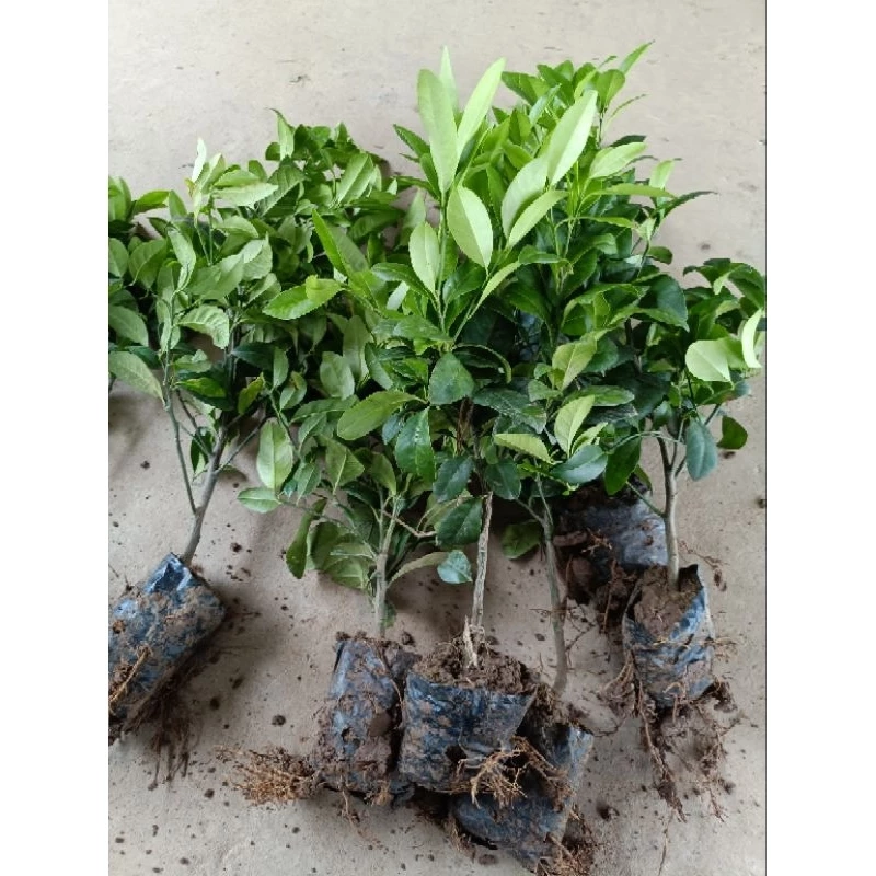 Cây chanh ta ăn lá ăn quả cao 20cm - 30 cm 446058