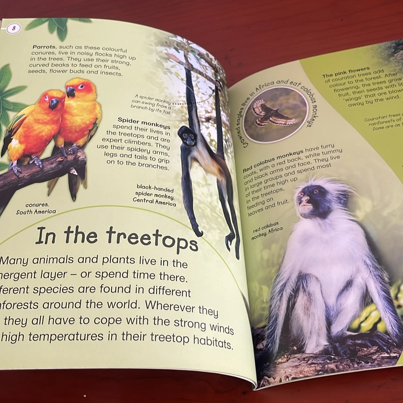 PICTURE BOOK Explores Rainforests 534499