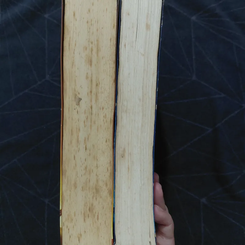 Combo "Mèo hoang" (2 tập) - Đinh Mặc 999792