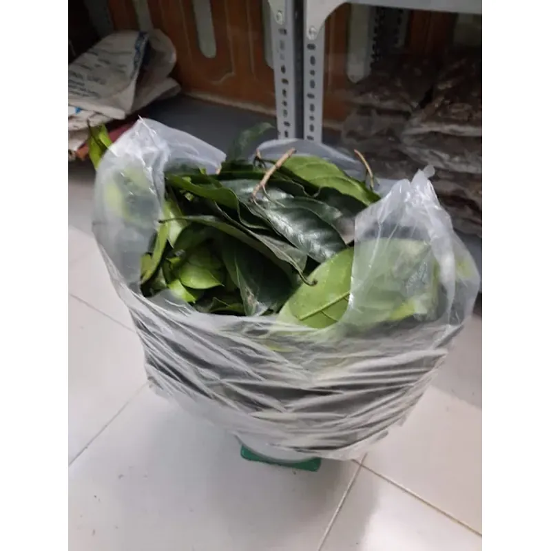 Lá cây chay tươi 758194