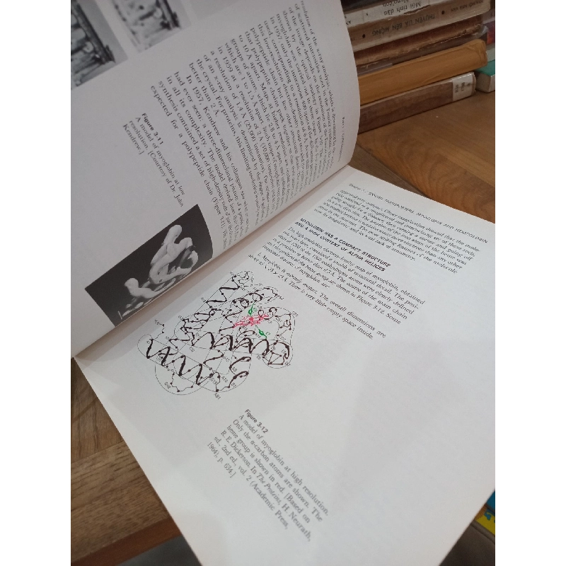 Biochemistry - Lubert Stryer 1021734