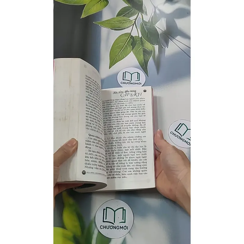 Hoa hồng dấu trong cặp sách - Tôn Văn Hiểu 688652