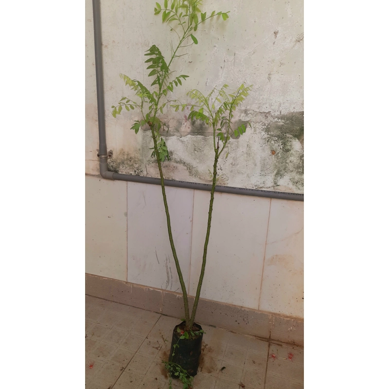 Cây hoa hòe, chiều cao 80-90cm 502648