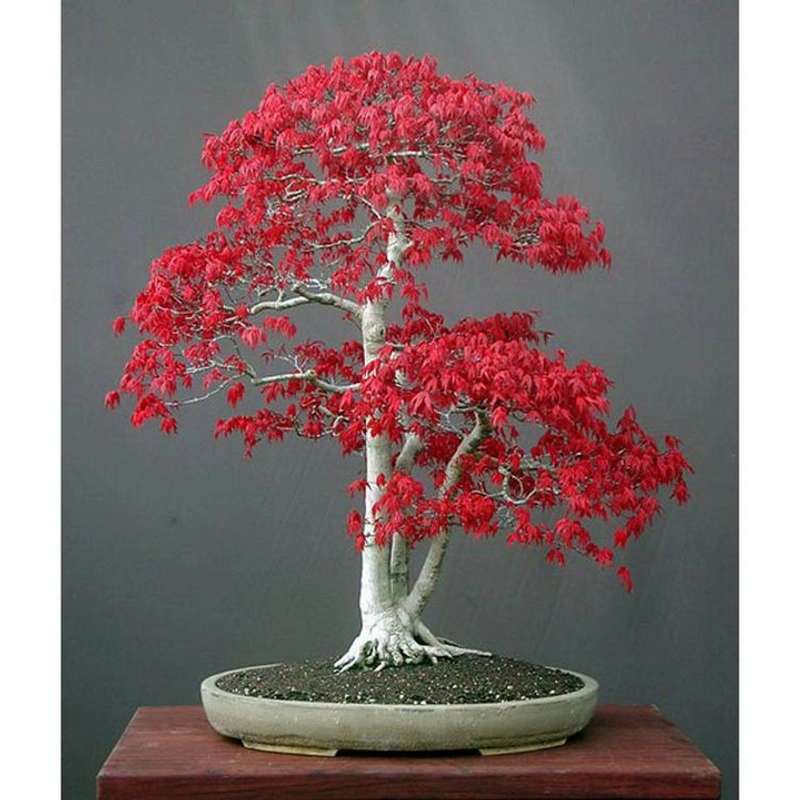 Hạt giống cây phong lá đỏ Bonsai – Bịch 10 hạt – Mã số 1365 213095