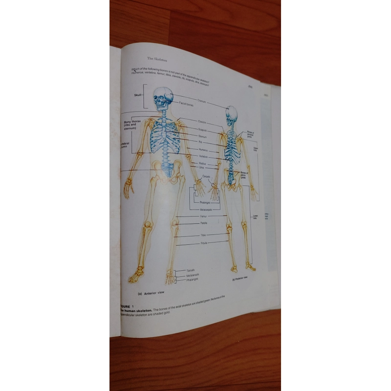 Nguyên Lý Học Nội Khoa 475544