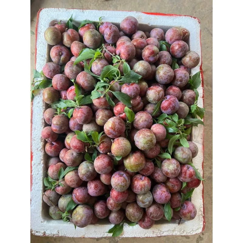 Mận hậu Sơn la  1009592