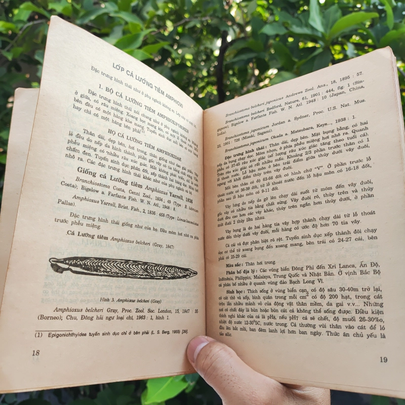 Cá Biển Việt Nam - The Marine Fishes Of VietNam - Tập 1 526446